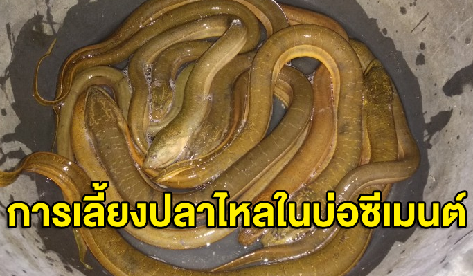 เลี้ยงปลาไหลในบ่อซีเมนต์
