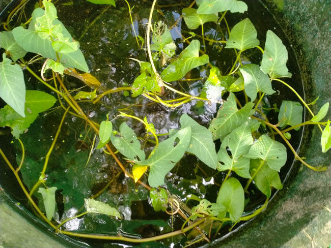 บ่อปลาไหล