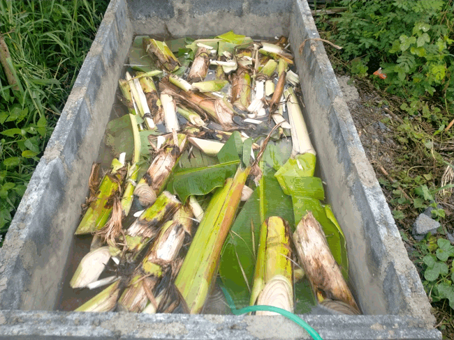 เทคนิคการเลี้ยงปลาไหลในบ่อซีเมนต์ แบบง่ายๆ