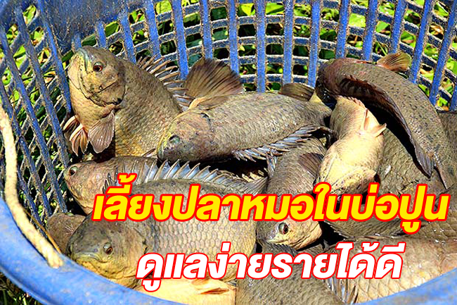การเลี้ยงปลาหมอในบ่อปูน ดูแลง่ายรายได้ดี!! - Sarakaset.Com
