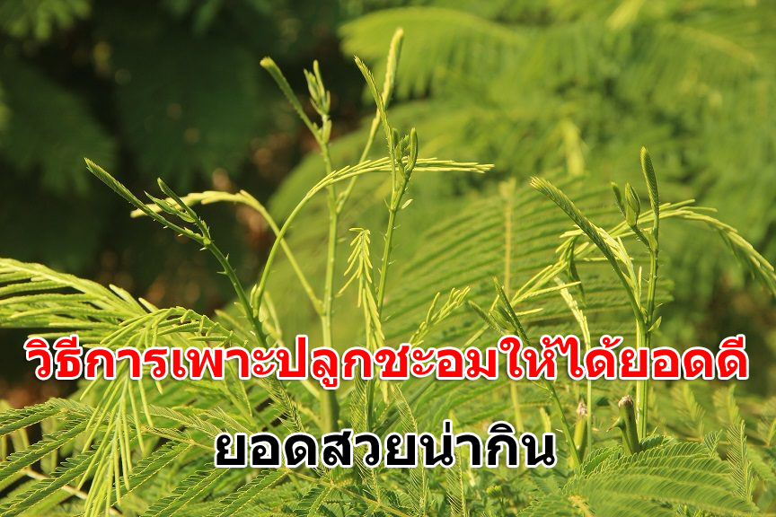 การปลูกชะอม