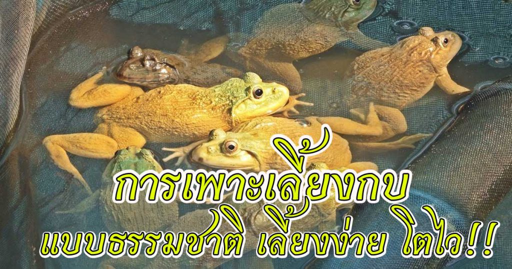 การเพาะเลี้ยงกบโดยวิธีเกษตรธรรมชาติ ง่ายลดต้นทุน