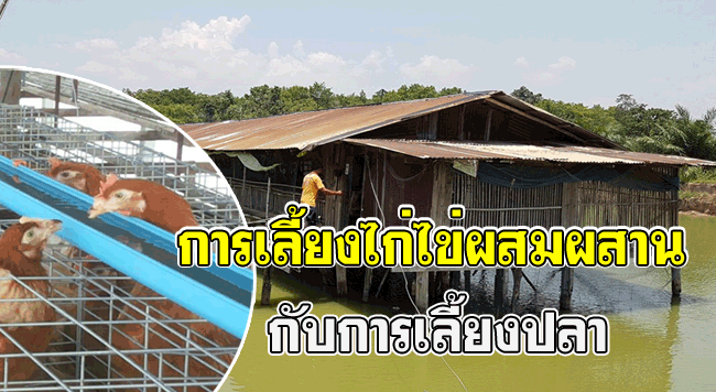การเลี้ยงไก่ไข่ผสมผสานกับการเลี้ยงปลาลดต้นทุนเพิ่มรายได้