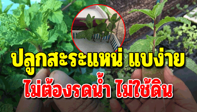 วิธีปลูกสาระแหน่ไร้ดิน ดูแลง่ายใช้พื้นที่น้อย