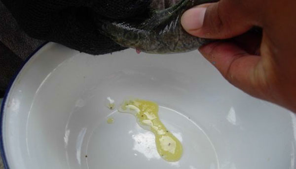 วิธีการเพาะเลี้ยงปลากระทิงลาย