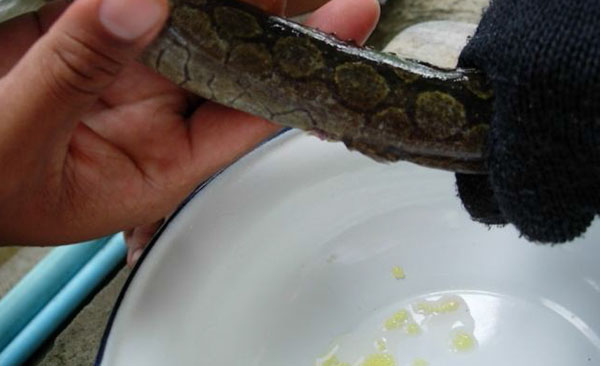 เพาะเลี้ยงปลากระทิงลาย