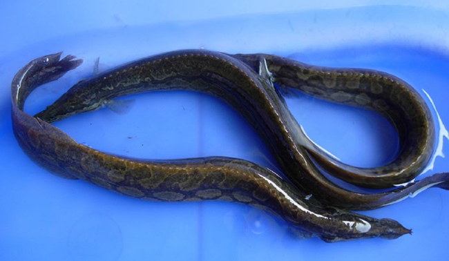 วิธีการเพาะเลี้ยงปลากระทิงลาย