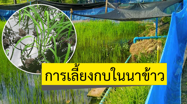 การเลี้ยงกบในนาข้าว