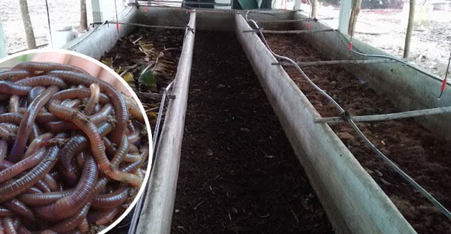 การเลี้ยงไส้เดือนดิน