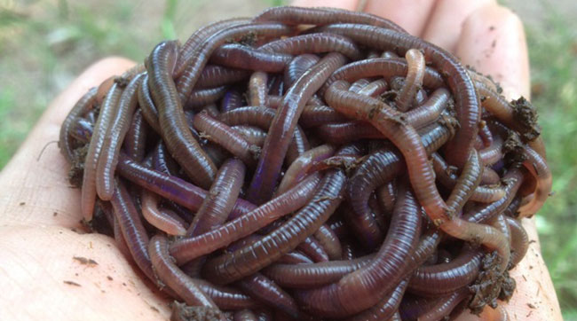 การเลี้ยงไส้เดือน