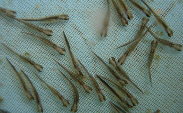 วิธีการเพาะเลี้ยงปลากระทิงลาย 