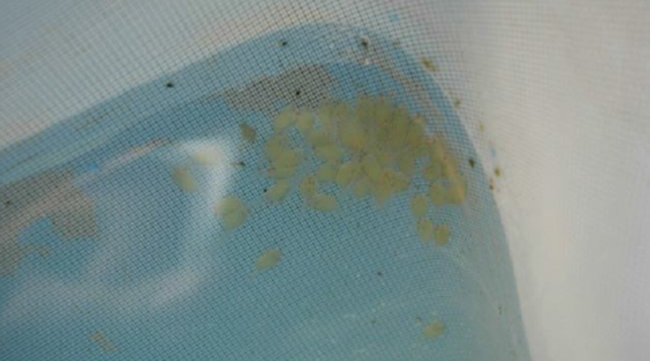 วิธีการเพาะเลี้ยงปลากระทิงลาย 