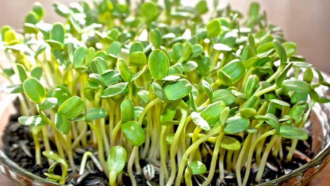 การเพาะพืชต้นอ่อนทานตะวัน