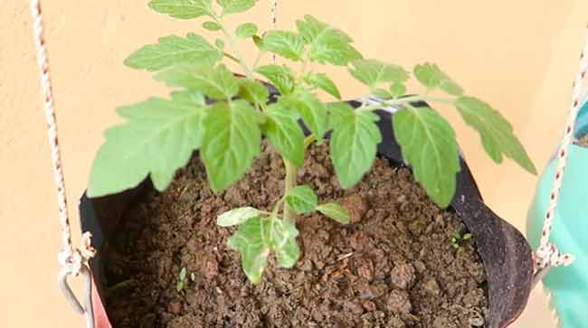 ปลูกมะเขือเทศ