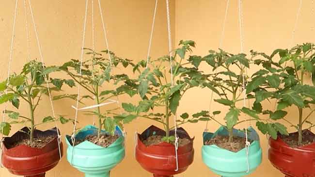 ปลูกมะเขือเทศ