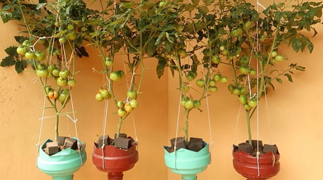 ปลูกมะเขือเทศ