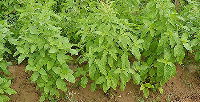 การปลูกผักสวนครัว 