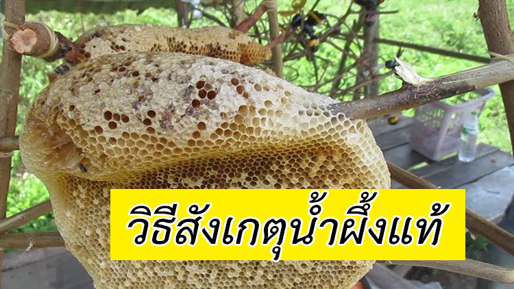 วิธีสังเกตุน้ำผึ้งแท้