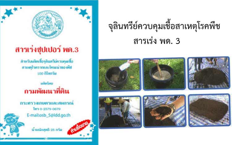 การผลิตเชื้อจุลินทรีย์ควบคุมเชื้อสาเหตุโรคพืชโดยสารเร่ง พด.3 ...
