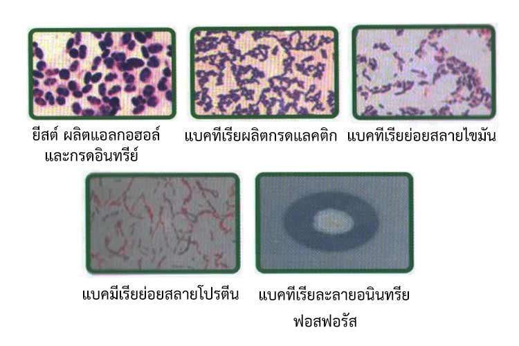 การผลิตน้ำหมักชีวภาพ หรือ ปุ๋ยอินทรีย์น้ำ