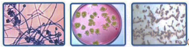 การผลิตเชื้อจุลินทรีย์ควบคุมเชื้อสาเหตุโรคพืช