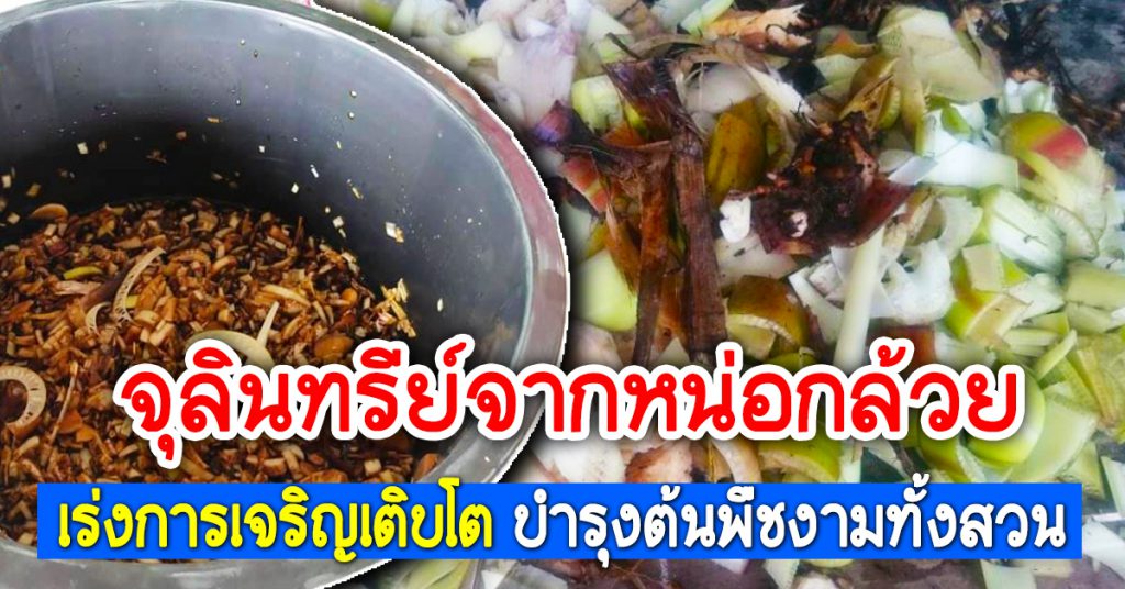 การทำปุ๋ยหมักชีวภาพจากหน่อกล้วย