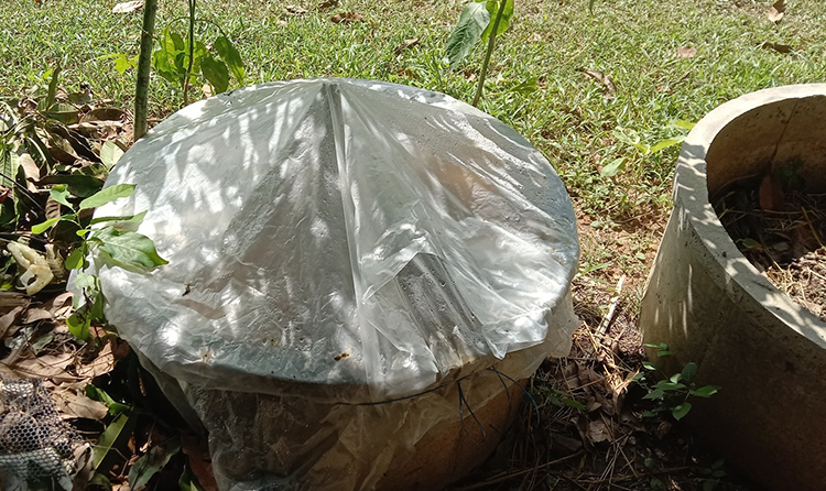 วิธีเพาะเห็ดฟางในบ่อซีเมนต์